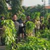 Dukung Ketahanan Pangan Danrem Panen Raya Bersama Prajurit
