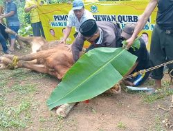 Rayakan Hari Raya Idul Adha 1447 H, Partai Golkar Kabupaten Pesawaran Sembelih Tiga Ekor Sapi Limosin