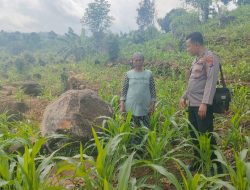 Tak Hanya Jaga Kamtibmas, Bhabinkamtibmas di Tutur Ikut Rawat Ladang Jagung Warga