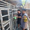 Polsek Rungkut Dampingi Peternak Ayam Petelur, Wujud Nyata Dukungan Ketahanan Pangan di Surabaya