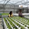 Bhabinkamtibmas Kedurus Dampingi Petani Hidroponik, Panen Kangkung Bantu Tingkatkan Ekonomi Warga