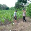 Gugus Tugas Polsek Kejayan Pantau Tanaman Jagung di Tanggulangin, Wujudkan Asta Cita Ketahanan Pangan