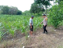 Gugus Tugas Polsek Kejayan Pantau Tanaman Jagung di Tanggulangin, Wujudkan Asta Cita Ketahanan Pangan