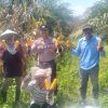 Kades Tanah Datar Apresiasi Semangat Petani, Panen Jagung Pipil Diperkirakan Capai 5 Ton