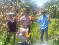 Kades Tanah Datar Apresiasi Semangat Petani, Panen Jagung Pipil Diperkirakan Capai 5 Ton
