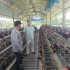 Bhabinkamtibmas Polsek Rembang Laksanakan Pemantauan Peternakan Ayam Petelur Dukung Ketahanan Pangan Nasional