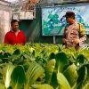 Ketahanan Pangan Warga | Bhabinkamtibmas Jemur Wonosari Dukung Budidaya Hidroponik, Hasil Panen Dinikmati Masyarakat