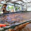 Bhabinkamtibmas Jemur Wonosari Dampingi Budidaya 1.400 Ikan Nila dengan Sistem RAS