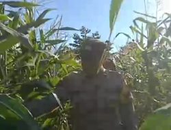 Bhabinkamtibmas Bangkingan Dampingi Petani Jagung, Perkuat Ketahanan Pangan dan Dukung Swasembada Pangan Nasional