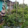 Bhabinkamtibmas Desa Pungging Tinjau Tanaman Cabe Kecil, Dukung Ketahanan Pangan Nasional