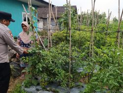Bhabinkamtibmas Desa Pungging Tinjau Tanaman Cabe Kecil, Dukung Ketahanan Pangan Nasional