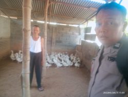 Bhabinkamtibmas Babat Jerawat Dukung Ketahanan Pangan Melalui Pendampingan Peternak Bebek
