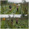 Polisi Turun ke Lahan, Pantau Perkembangan Kubis di Desa Gendro