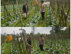 Polisi Turun ke Lahan, Pantau Perkembangan Kubis di Desa Gendro