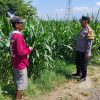 Bhabinkamtibmas Sukorejo Cek Pertumbuhan Jagung Warga