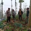 Bhabinkamtibmas Polsek Tosari Pantau Lahan Bawang Prei, Dukung Program Ketahanan Pangan Nasional