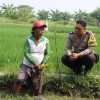 Bhabinkamtibmas Polsek Pakal Dampingi Petani Padi Dukung Program Ketahanan Pangan Nasional