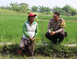 Bhabinkamtibmas Polsek Pakal Dampingi Petani Padi Dukung Program Ketahanan Pangan Nasional