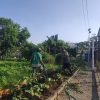 Dukung Ketahanan Pangan, Bhabinkamtibmas Rungkut Kidul Sambangi Poktan