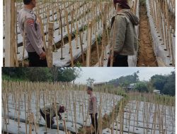 Bhabinkamtibmas Desa Gendro Tinjau Tanaman Cabai, Dukung Program Pekarangan Pangan Bergizi