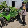 Panen Buah, Polres Pelabuhan Tanjung Perak Perkuat Ketahanan Pangan Lewat Hortikultura Pisang