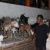 Dukung Ketahanan Pangan, Bhabinkamtibmas Polsek Pakal Sambangi Peternak Kambing di Sumberrejo