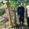 Polsek Rembang Pantau Pekarangan Pangan Bergizi Pisang Cavendish, Dukung Ketahanan Pangan Nasional