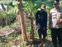 Polsek Rembang Pantau Pekarangan Pangan Bergizi Pisang Cavendish, Dukung Ketahanan Pangan Nasional