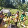 Polres Pacitan Genjot Produktivitas Jagung di Bandar, Dampingi Petani dan Evaluasi Kualitas Benih