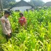 Polisi Turun ke Lahan Jagung, Dampingi Warga Kelola Pertanian