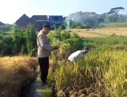Bhabinkamtibmas Polsek Prigen Bersama Petani Rawat Lahan Padi Dukung Ketahanan Pangan Nasional