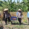 Dukung Asta Cita Presiden, Polres Pelabuhan Tanjung Perak Panen 815 Kg Jagung Pipil di Kenjeran