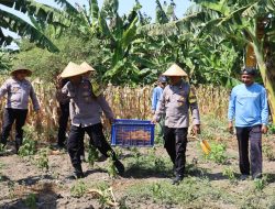 Dukung Asta Cita Presiden, Polres Pelabuhan Tanjung Perak Panen 815 Kg Jagung Pipil di Kenjeran