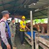 Bhabinkamtibmas Polsek Pakal Dukung Ketahanan Pangan dengan Sambangi Peternak Sapi di Kelurahan Pakal