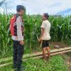 Bhabinkamtibmas Polsek Sukorejo Dampingi Kelompok Tani Optimalkan Lahan Produktif untuk Dukung Ketahanan Pangan