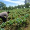 Polsek Nongkojajar Pantau Lahan Kubis Warga Program P2B