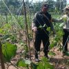 Gugus Tugas Ketahanan Pangan Polsek Rembang Pantau Lahan Gambas Milik Petani Binaan