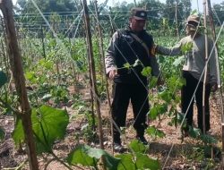 Gugus Tugas Ketahanan Pangan Polsek Rembang Pantau Lahan Gambas Milik Petani Binaan