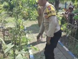 Bhabinkamtibmas Polsek Bangil Dorong Ketahanan Pangan Lewat P2B di Kalirejo