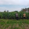Bhabinkamtibmas Sukorejo Dampingi Petani Pantau Pertumbuhan Jagung