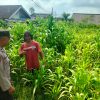 Bukan Sekadar Patroli, Polisi di Tutur Kini Aktif Dampingi Petani Jagung