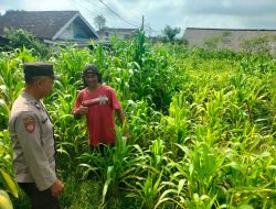 Bukan Sekadar Patroli, Polisi di Tutur Kini Aktif Dampingi Petani Jagung