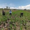 Bukan Sekadar Patroli, Polisi di Bangil Aktif Dampingi Petani Jagung Menuju Panen Maksimal