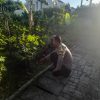Ketahanan Pangan dari Pekarangan | Bhabinkamtibmas Ajak Warga Lidah Wetan Budidaya Singkong