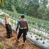 Inspiratif, Begini Cara Polsek Nongkojajar Dukung Ketahanan Pangan