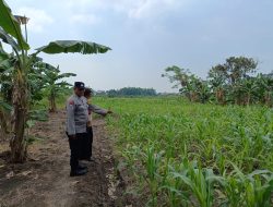 Bhabinkamtibmas Polsek Lakarsantri Dukung Kelompok Tani Beringin Makmur Perkuat Ketahanan Pangan Surabaya