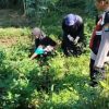 Bhabinkamtibmas Polsek Pasrepan Pantau Tanaman Jagung, Dukung Asta Cita Ketahanan Pangan Nasional