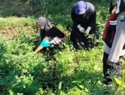 Bhabinkamtibmas Polsek Pasrepan Pantau Tanaman Jagung, Dukung Asta Cita Ketahanan Pangan Nasional
