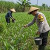 Bhabinkamtibmas Polsek Sukorejo Pantau Pertumbuhan Jagung, Dukung Asta Cita Presiden di Bidang Ketahanan Pangan