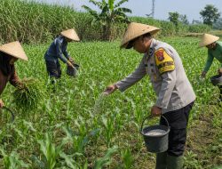 Bhabinkamtibmas Polsek Sukorejo Pantau Pertumbuhan Jagung, Dukung Asta Cita Presiden di Bidang Ketahanan Pangan
